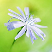 CICHORIUM INTYBUS, CHICORY