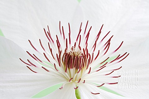 CLEMATIS_HENRY