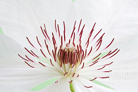 CLEMATIS_HENRY