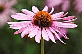 ECHINACEA PURPUREA, ECHINACEA, PURPLE CONEFLOWER