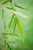 PHYLLOSTACHYS BAMBUSOIDES CASTILLONII, BAMBOO