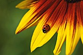 HELIANTHUS ANNUS, SUNFLOWER