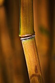 PHYLLOSTACHYS AUREOSULCATA, BAMBOO