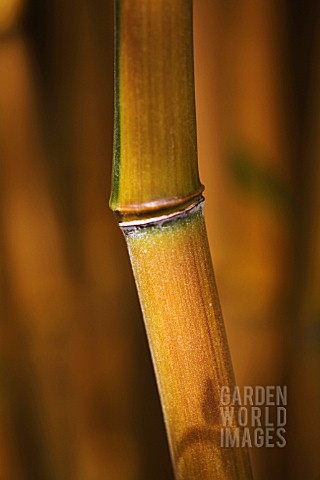 PHYLLOSTACHYS_AUREOSULCATA_BAMBOO