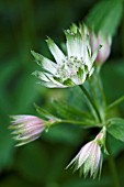 ASTRANTIA MAJOR, ASTRANTIA, MASTERWORT