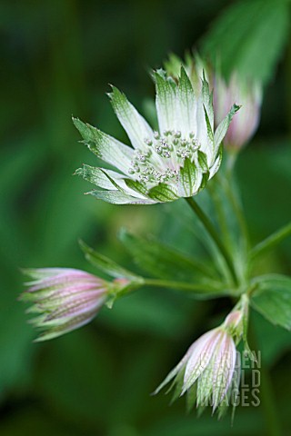 ASTRANTIA_MAJOR_ASTRANTIA_MASTERWORT