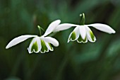 GALANTHUS GREATOREX DOUBLE CANON, SNOWDROP