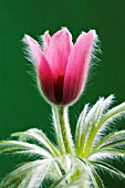 PULSATILLA VULGARIS, PASQUE FLOWER