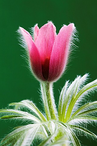 PULSATILLA_VULGARIS_PASQUE_FLOWER