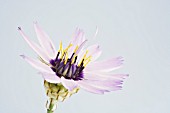 CATANANCHE CAERULEA