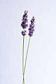 LAVANDULA AUGUSTIFOLIA