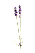 LAVANDULA AUGUSTIFOLIA
