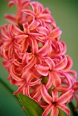 HYACINTHUS ORIENTALIS, HYACINTH