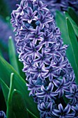 HYACINTHUS ORIENTALIS, HYACINTH