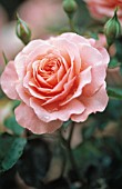 ROSA ‘SANDRINGHAM CENTENARY’, ROSE