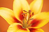 LILIUM, LILY