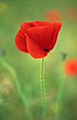 PAPAVER RHOEAS, POPPY