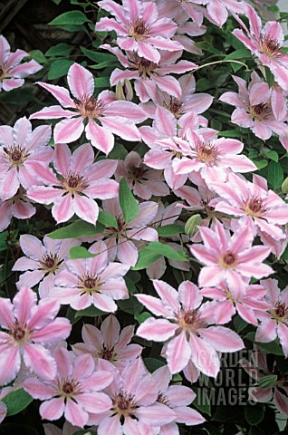 CLEMATIS_NELLY_MOSER_CLEMATIS
