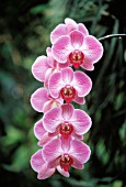 PHALAENOPSIS, ORCHID - MOTH ORCHID