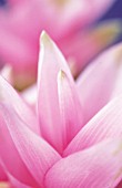PINK PETALS