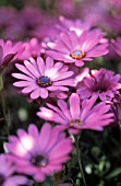 OSTEOSPERMUM, OSTEOSPERMUM