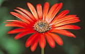 ARCTOSIS, AFRICAN DAISY