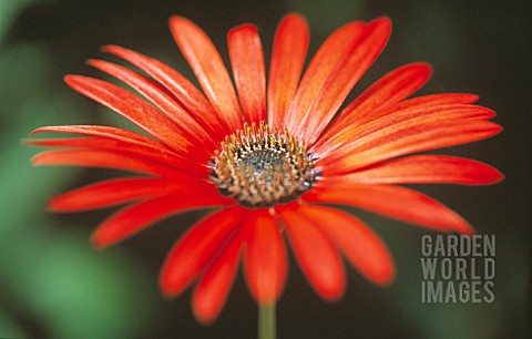 ARCTOSIS_AFRICAN_DAISY