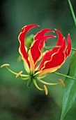 GLORIOSA, GLORIOSA LILY