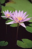 NYMPHAEA CAPENSIS CAPE BLUE, WATER LILY, BLUE LOTUS