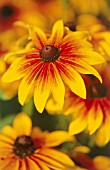 RUDBECKIA HIRTA, CONEFLOWER, BLACK-EYED SUSAN