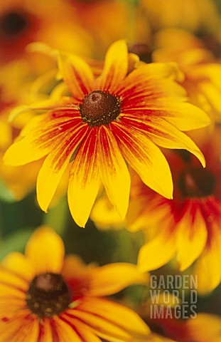 RUDBECKIA_HIRTA_CONEFLOWER_BLACKEYED_SUSAN