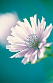 CICHORIUM INTYBUS, CHICORY