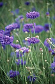 CENTAUREA CYANUS, CORNFLOWER