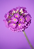 PRIMULA DENTICULATA, PRIMULA, PRIMROSE - DRUMSTICK PRIMROSE