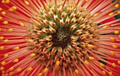 LEUCOSPERMUM CORDIFOLIUM, PINCUSHION