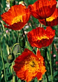 PAPAVER CROCEUM, PAPAVER NUDICALE, POPPY - ICELANDIC POPPY