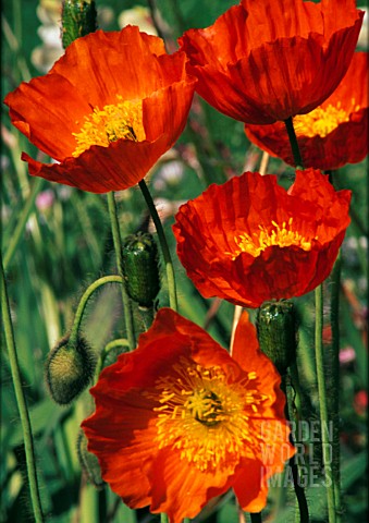 PAPAVER_CROCEUM_PAPAVER_NUDICALE_POPPY__ICELANDIC_POPPY