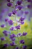 LUPINUS ALBIFRONS, LUPIN