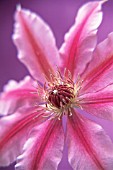 CLEMATIS NELLY MOSER