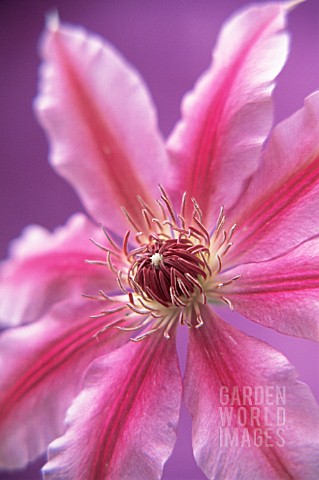 CLEMATIS_NELLY_MOSER