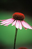 ECHINACEA PURPUREA, ECHINACEA, PURPLE CONEFLOWER