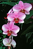 PHALAENOPSIS, ORCHID - MOTH ORCHID