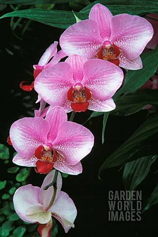 PHALAENOPSIS_ORCHID__MOTH_ORCHID