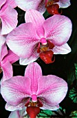 PHALAENOPSIS, ORCHID - MOTH ORCHID