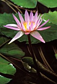 NYMPHAEA, WATER LILY