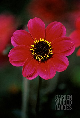 DAHLIA_PRESTON_PARK_DAHLIA