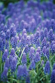 MUSCARI, GRAPE HYACINTH