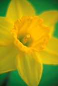 NARCISSUS, DAFFODIL