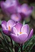 CROCUS, CROCUS