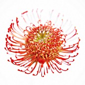 LEUCOSPERMUM CORDIFOLIUM, PINCUSHION